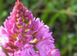 Local wildlife photograph