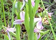 Local wildlife photograph