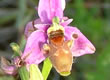 Local wildlife photograph