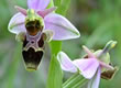 Local wildlife photograph